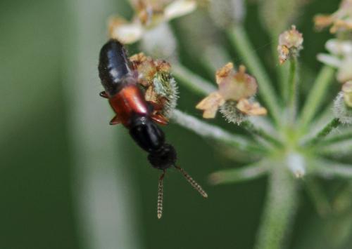 Othius sp.